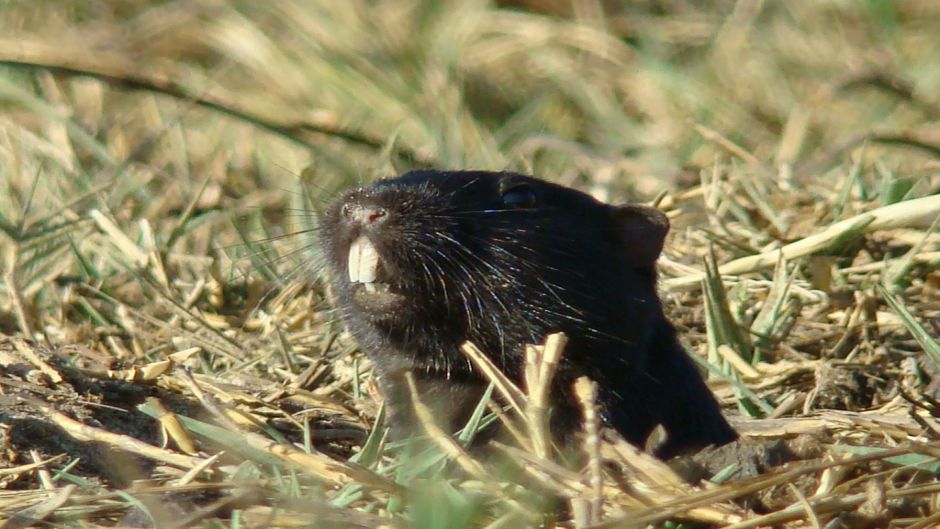 Cururo, Guia de Fauna. RutaChile.   - CHILE