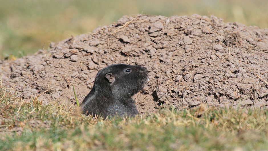 Cururo, Guia de Fauna. RutaChile.   - 