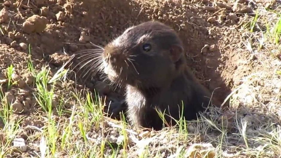 Cururo, Guia de Fauna. RutaChile.   - 