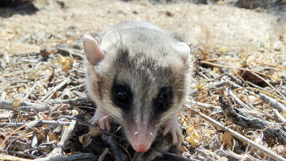 Llaca, Guia de Fauna. RutaChile.   - Bolvia