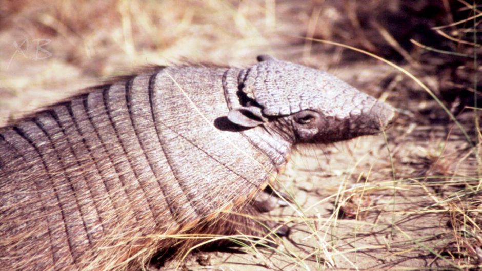 Quirquincho Puna, Guia de Fauna. RutaChile.   - ARGENTINA