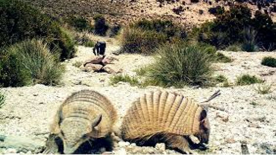 Quirquincho Puna, Guia de Fauna. RutaChile.   - 