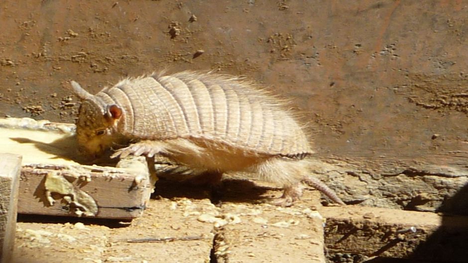 Quirquincho Puna, Guia de Fauna. RutaChile.   - ARGENTINA