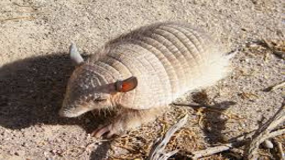 Quirquincho Puna, Guia de Fauna. RutaChile.   - Bolvia