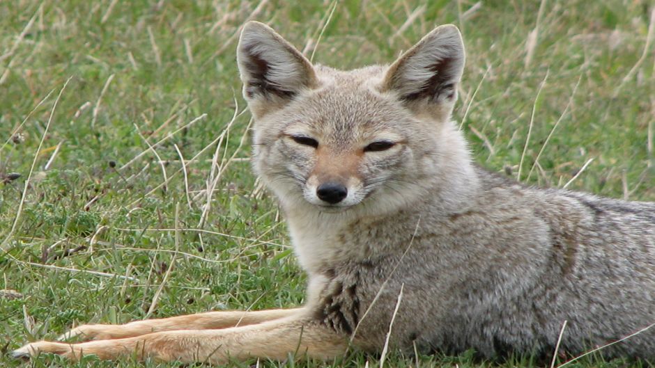 Zorro Chilla, Guia de Fauna. RutaChile.   - 