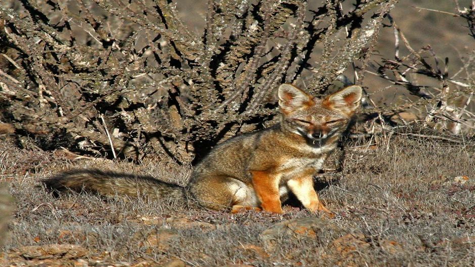 Zorro Chilla, Guia de Fauna. RutaChile.   - 