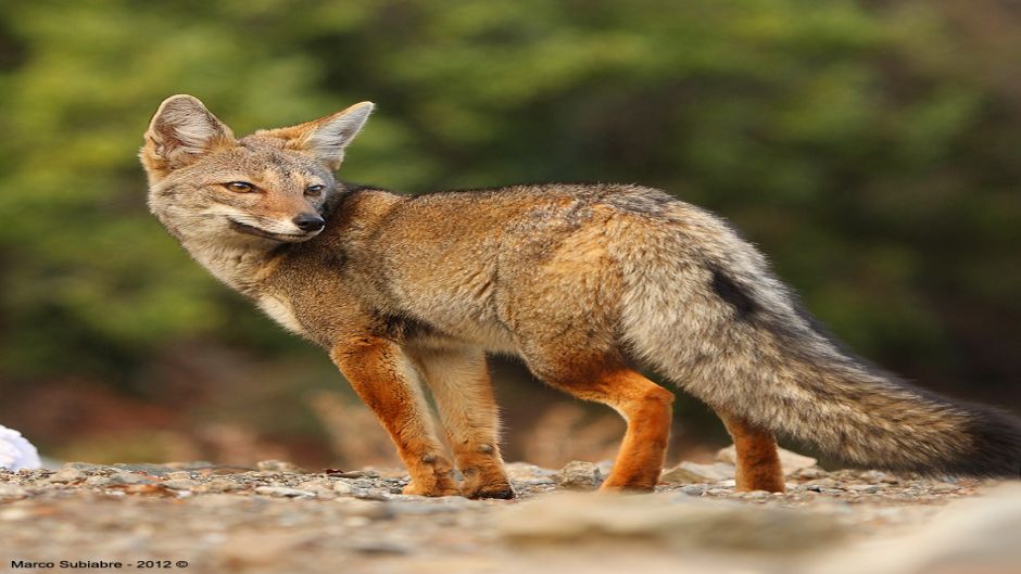 Zorro Chilla, Guia de Fauna. RutaChile.   - CHILE