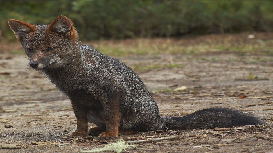 Raposa do Chiloé, Guia de Fauna. RutaChile.   - 