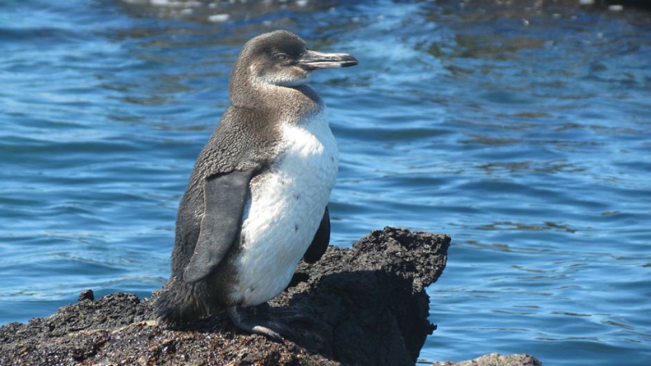 Pinguim das Galápagos, Guia de Fauna. RutaChile.   - Equador