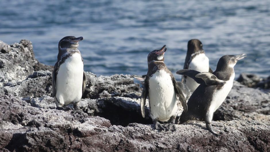 Pinguim das Galápagos, Guia de Fauna. RutaChile.   - 