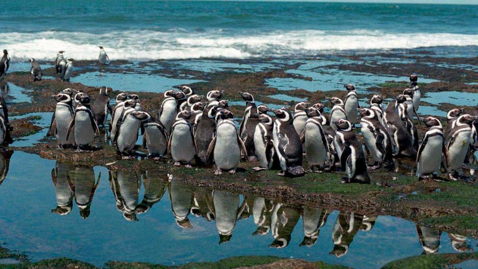 Pinguim das Galápagos, Guia de Fauna. RutaChile.   - 