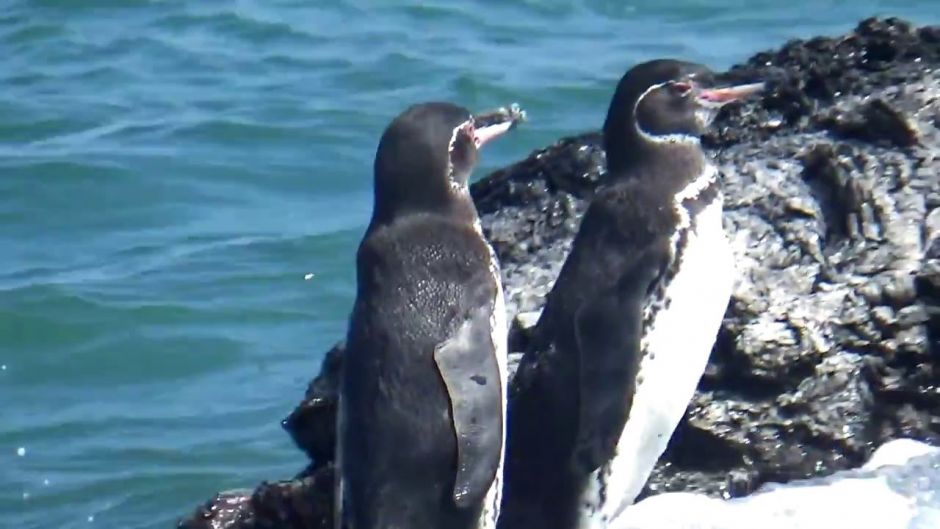 Pinguim das Galápagos, Guia de Fauna. RutaChile.   - 