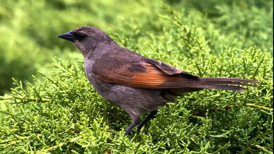 Músico de tordo, Guia de Fauna. RutaChile.   - Uruguai