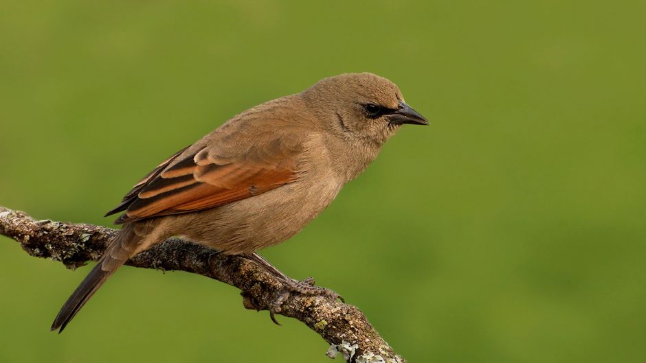 Músico de tordo, Guia de Fauna. RutaChile.   - CHILE