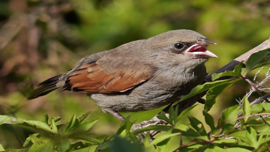 Músico de tordo, Guia de Fauna. RutaChile.   - Uruguai