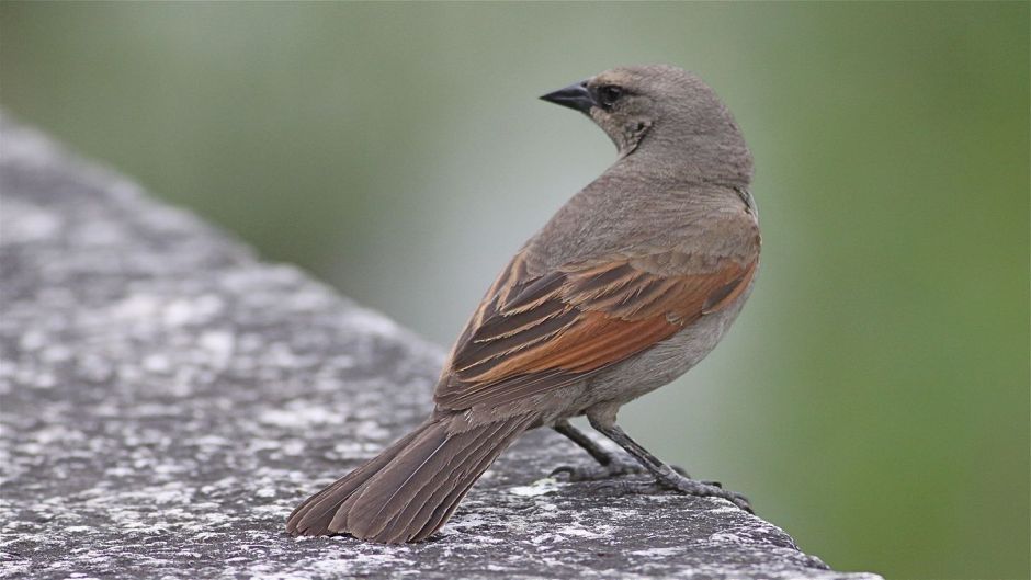 Músico de tordo, Guia de Fauna. RutaChile.   - 