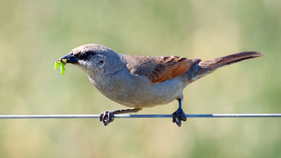 Músico de tordo, Guia de Fauna. RutaChile.   - ARGENTINA