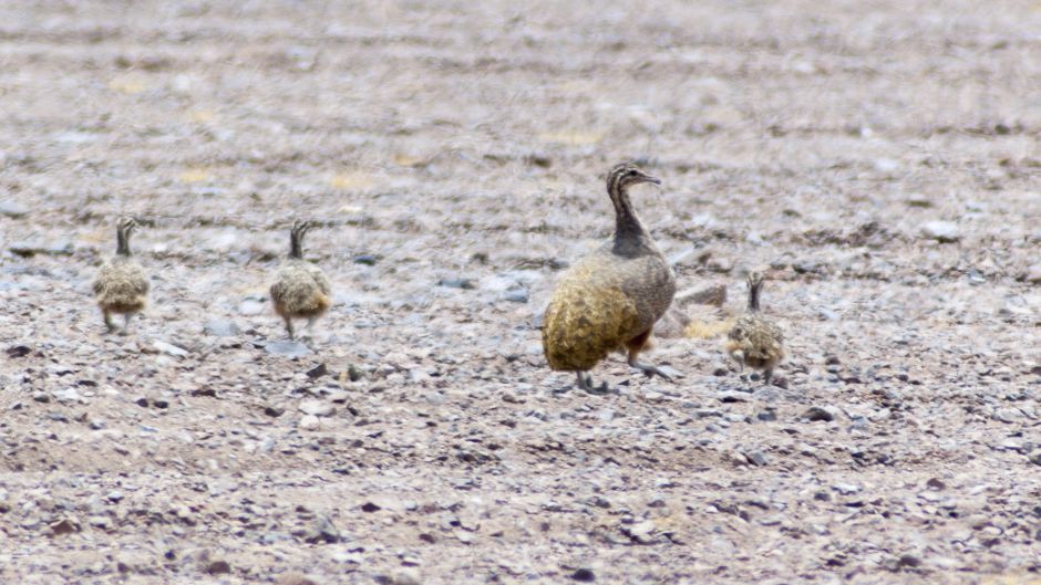 Puna Partridge, Guia de Fauna. RutaChile.   - 