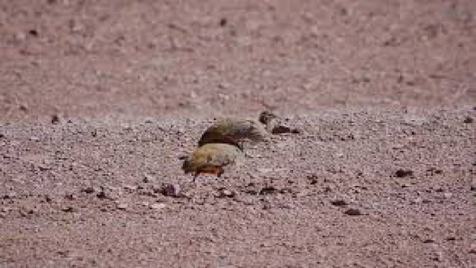 Puna Partridge, Guia de Fauna. RutaChile.   - Bolvia