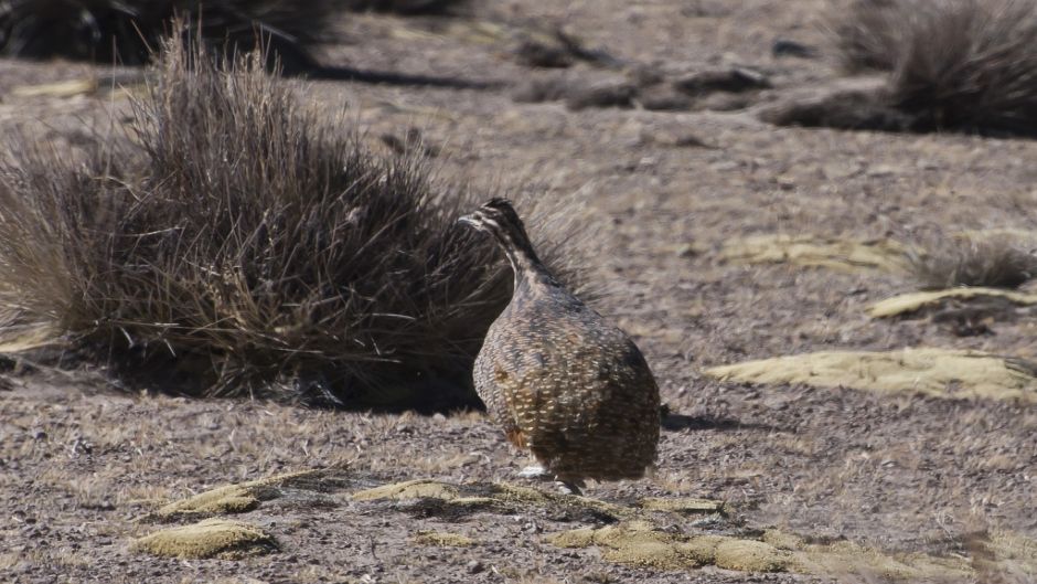 Puna Partridge, Guia de Fauna. RutaChile.   - Bolvia