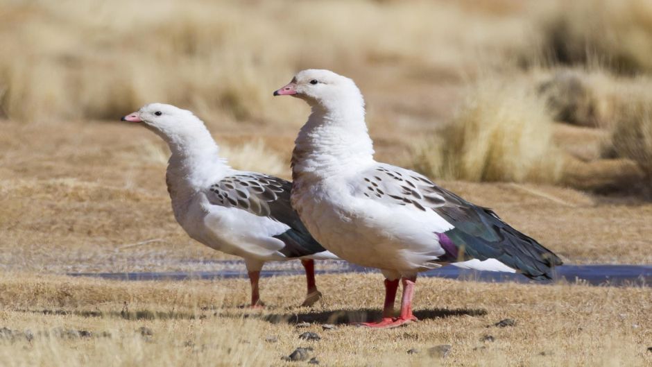 Huallata, Guia de Fauna. RutaChile.   - 