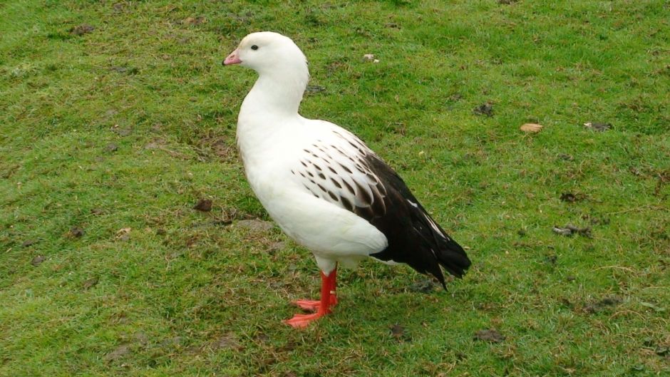 Huallata, Guia de Fauna. RutaChile.   - 