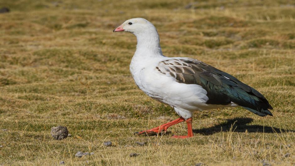 Huallata, Guia de Fauna. RutaChile.   - 