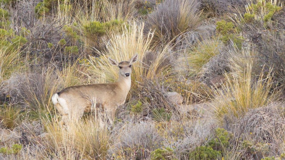 cervo andino, Guia de Fauna. RutaChile.   - 