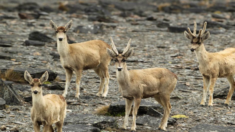 cervo andino, Guia de Fauna. RutaChile.   - ARGENTINA