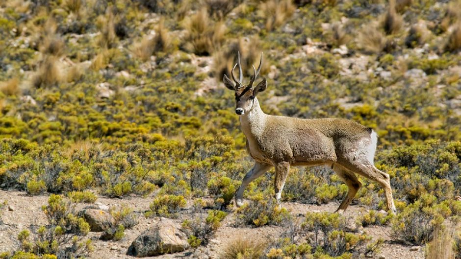 cervo andino, Guia de Fauna. RutaChile.   - PERU