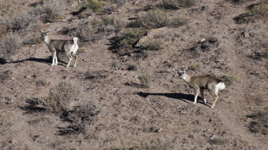 cervo andino, Guia de Fauna. RutaChile.   - CHILE