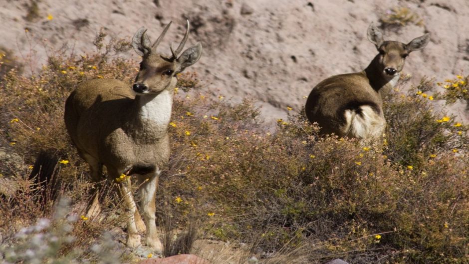 cervo andino, Guia de Fauna. RutaChile.   - CHILE