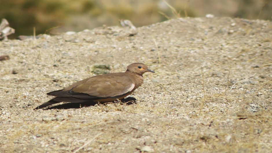 Informações de Tortola cordillerana, guia de aves.   - 