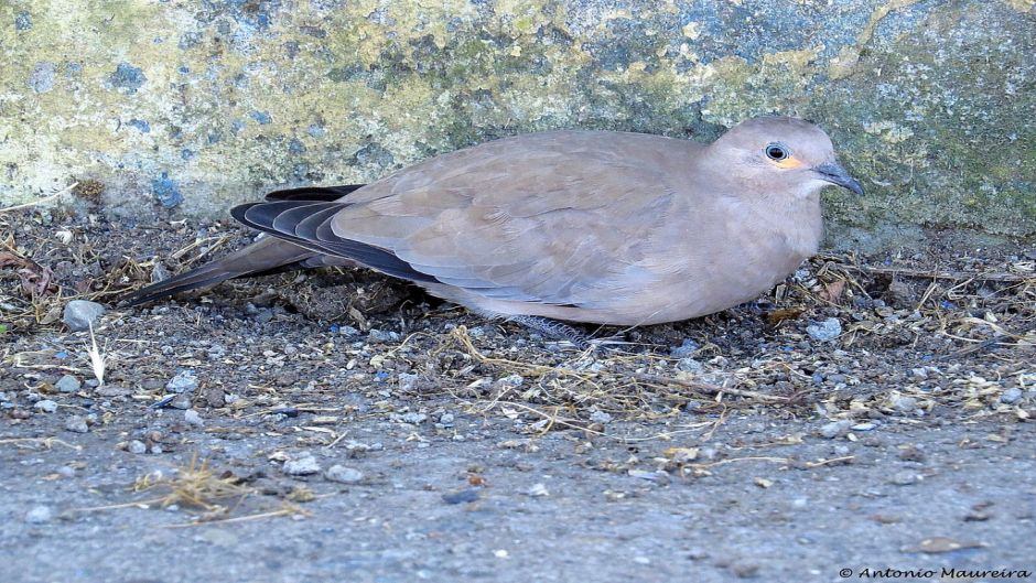 Informações de Tortola cordillerana, guia de aves.   - Bolvia