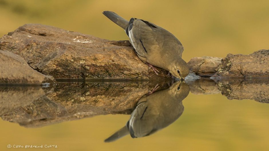 Informações de Tortola cordillerana, guia de aves.   - 