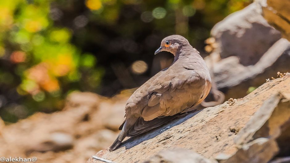 Informações de Tortola cordillerana, guia de aves.   - Bolvia