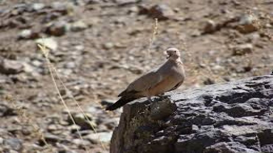 Informações de Tortola cordillerana, guia de aves.   - 