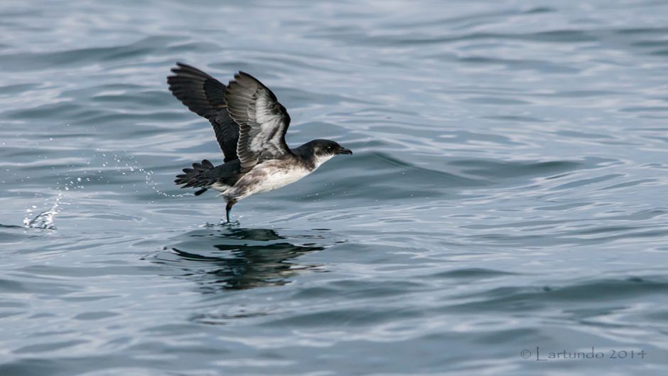 Magellan Yunco, Guia de Fauna. RutaChile.   - CHILE