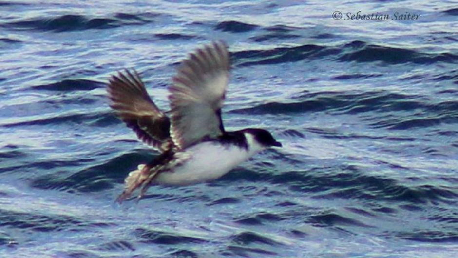 Magellan Yunco, Guia de Fauna. RutaChile.   - ARGENTINA