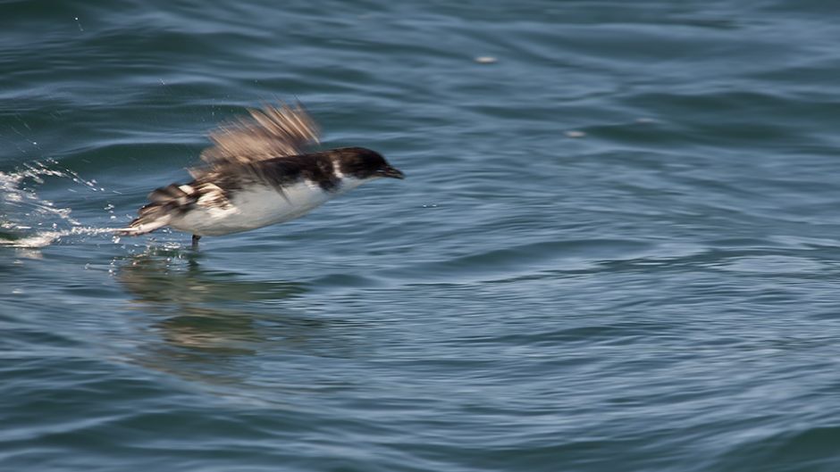 Magellan Yunco, Guia de Fauna. RutaChile.   - CHILE