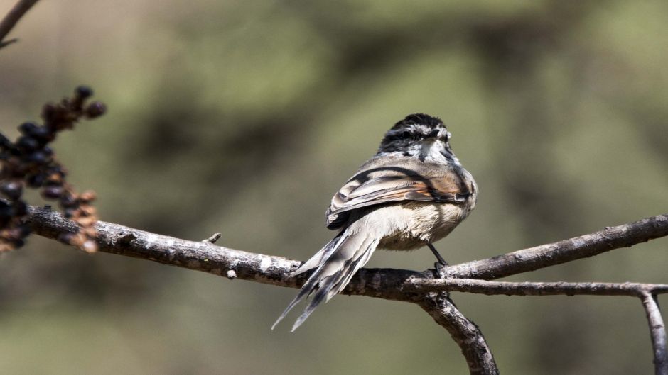 Informações Tijeral Andino, coroa castanha com listras e nuca.   - CHILE