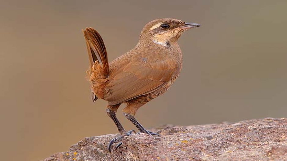 Turca, Birds of Guia Chile.   - CHILE