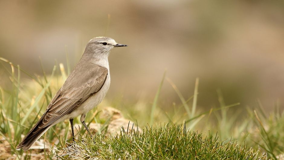 Frade Dormilona, Guia de Fauna. RutaChile.   - ARGENTINA