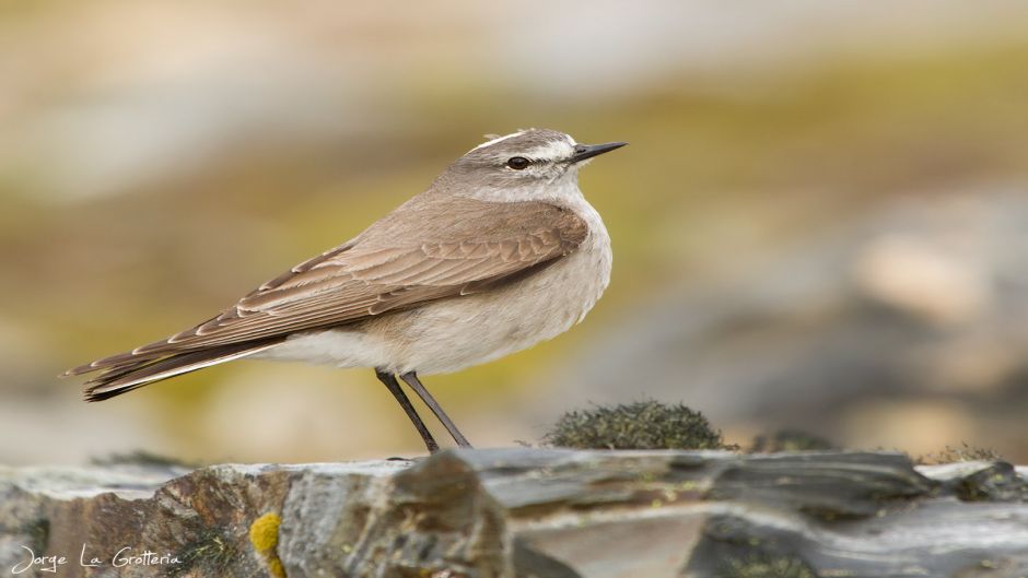 Frade Dormilona, Guia de Fauna. RutaChile.   - Bolvia