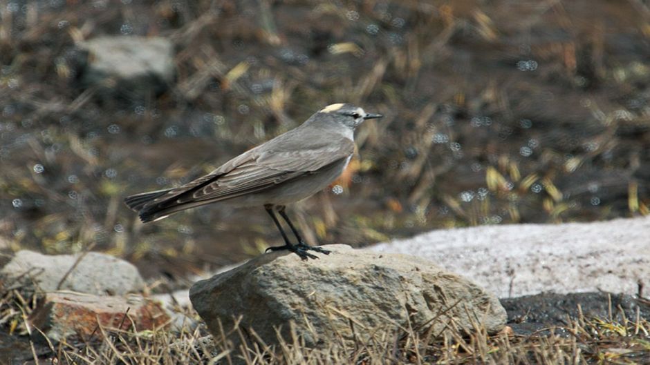 Frade Dormilona, Guia de Fauna. RutaChile.   - PERU