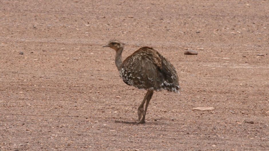 Rhea da puna, Guia de Fauna. RutaChile.   - CHILE