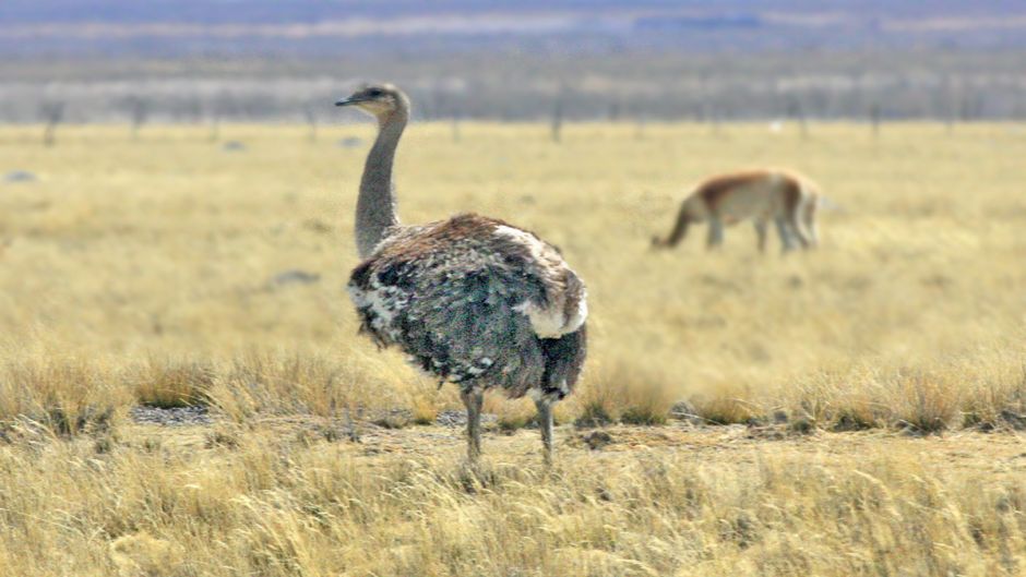 Rhea da puna, Guia de Fauna. RutaChile.   - 