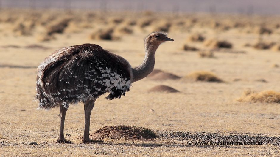 Rhea da puna, Guia de Fauna. RutaChile.   - CHILE