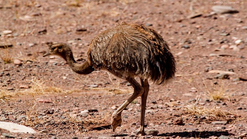 Rhea da puna, Guia de Fauna. RutaChile.   - 