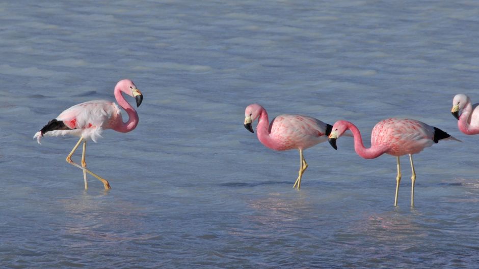 Grande parina, Guia de Fauna. RutaChile.   - PERU